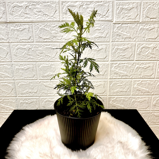 Artemisia annua, annual mugwort, 1 plant