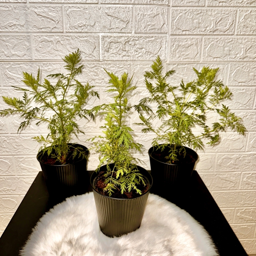 Artemisia annua, Einjähriger Beifuß, 1 Pflanze