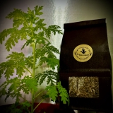 Artemisia annua, einjähriger Beifuß, Blätter, 100g